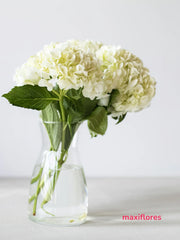 Hortensias Blancas