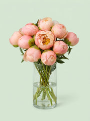 Peonias rosa real