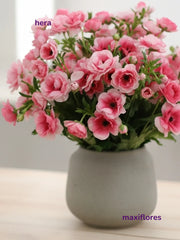 Mariposa Rosa
