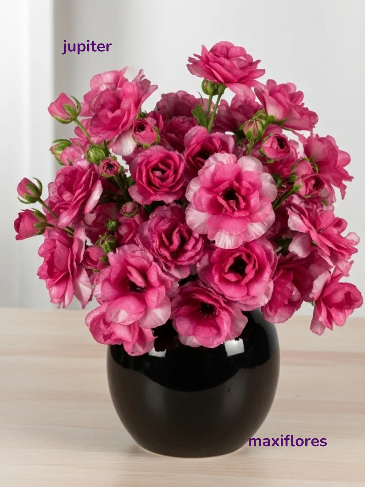 Mariposa Fucsia