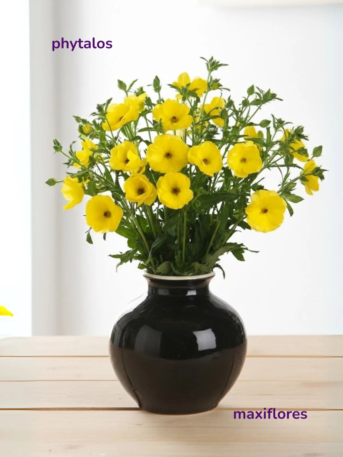 Mariposa Amarillo