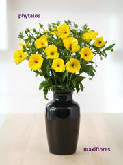 Mariposa Amarillo