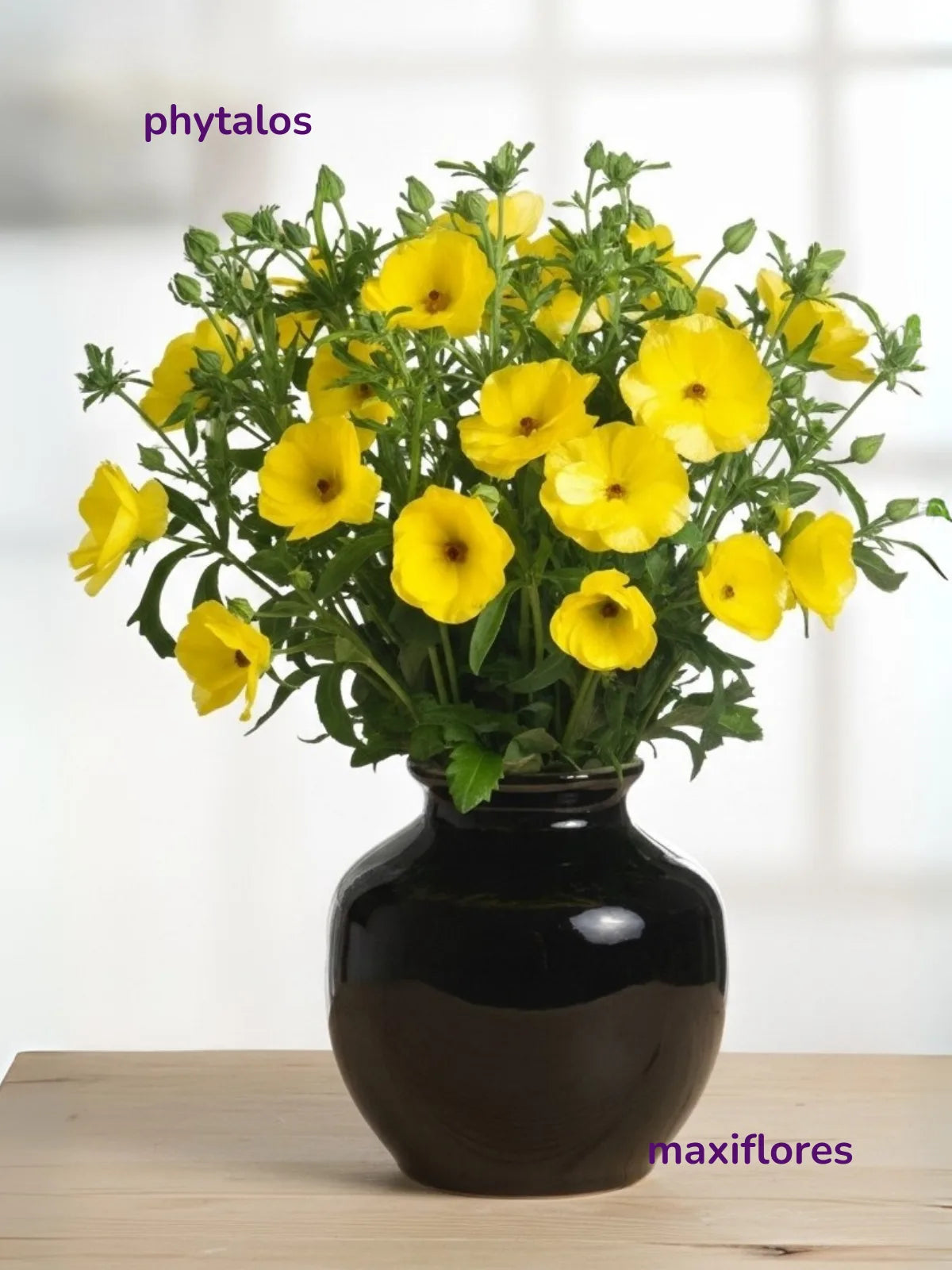 Mariposa Amarillo