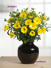 Mariposa Amarillo