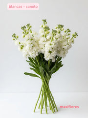 Matthiolas Blancas . Caneto