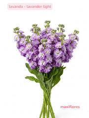 Lavanda . Lavander Light