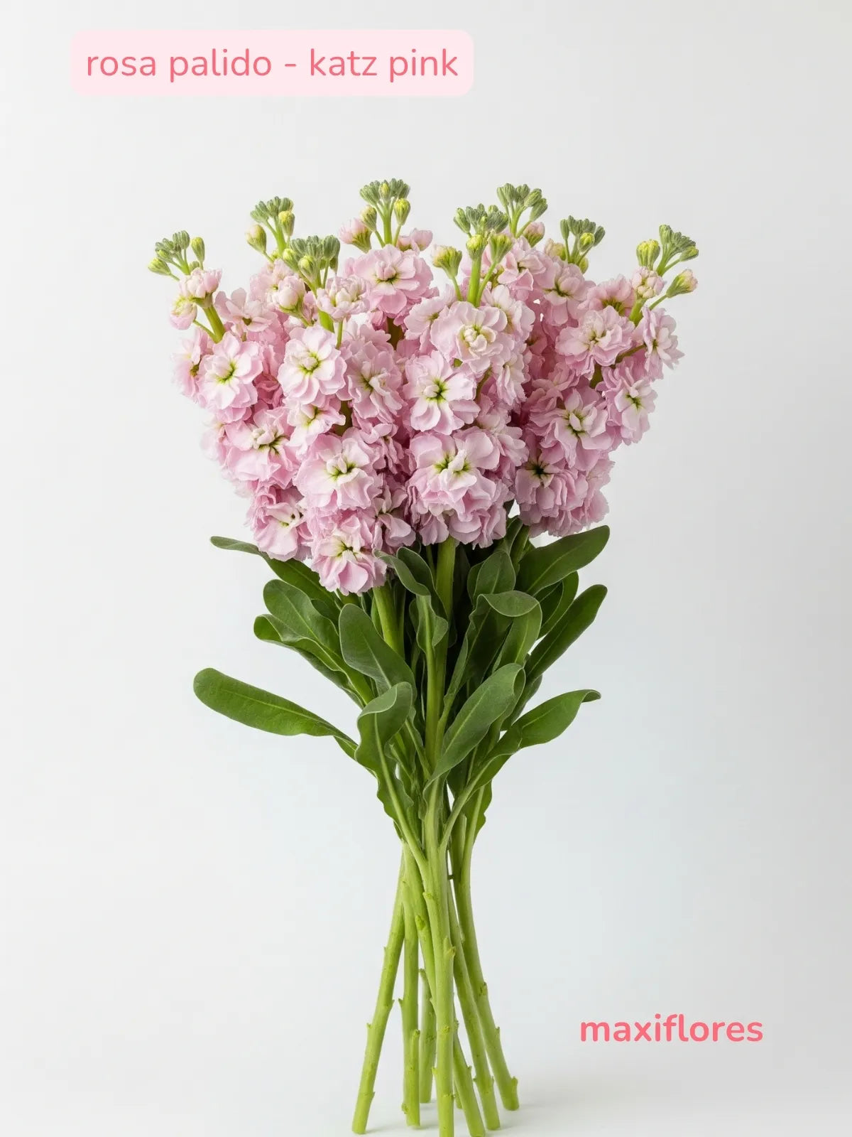 Matthiolas Rosa Pálido . Katz Pink