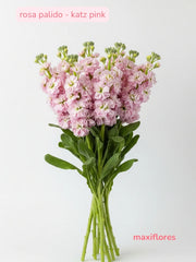 Matthiolas Rosa Pálido . Katz Pink
