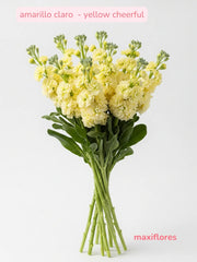 Matthiolas Amarillo Caro  - Yellow Cheerful