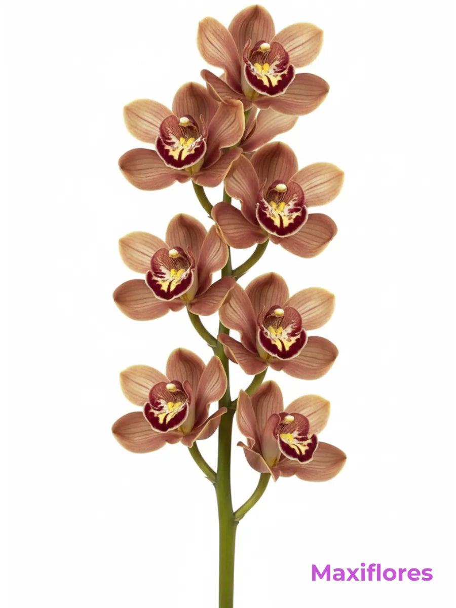 Orquídea Cymbidium Cafe