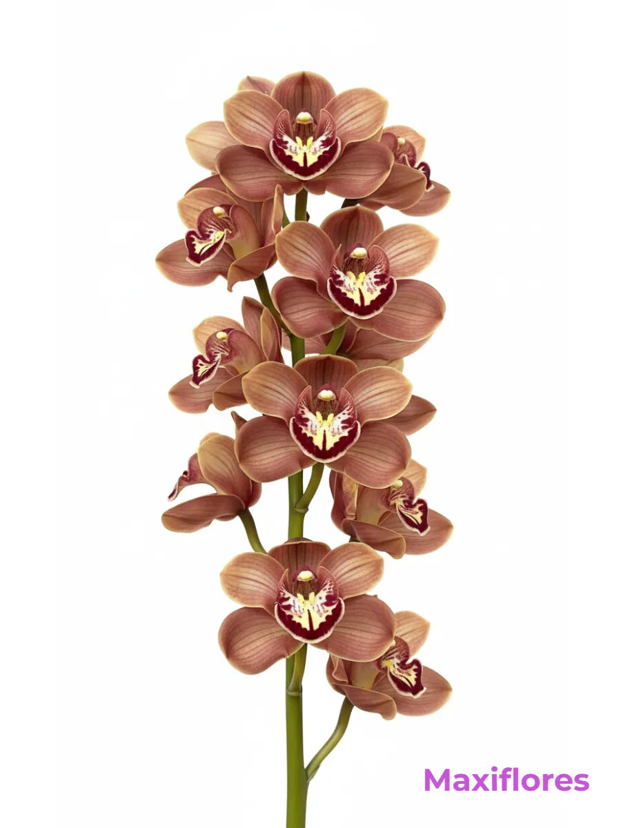 Orquídea Cymbidium Cafe