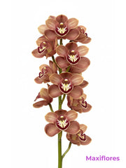 Orquídea Cymbidium Cafe