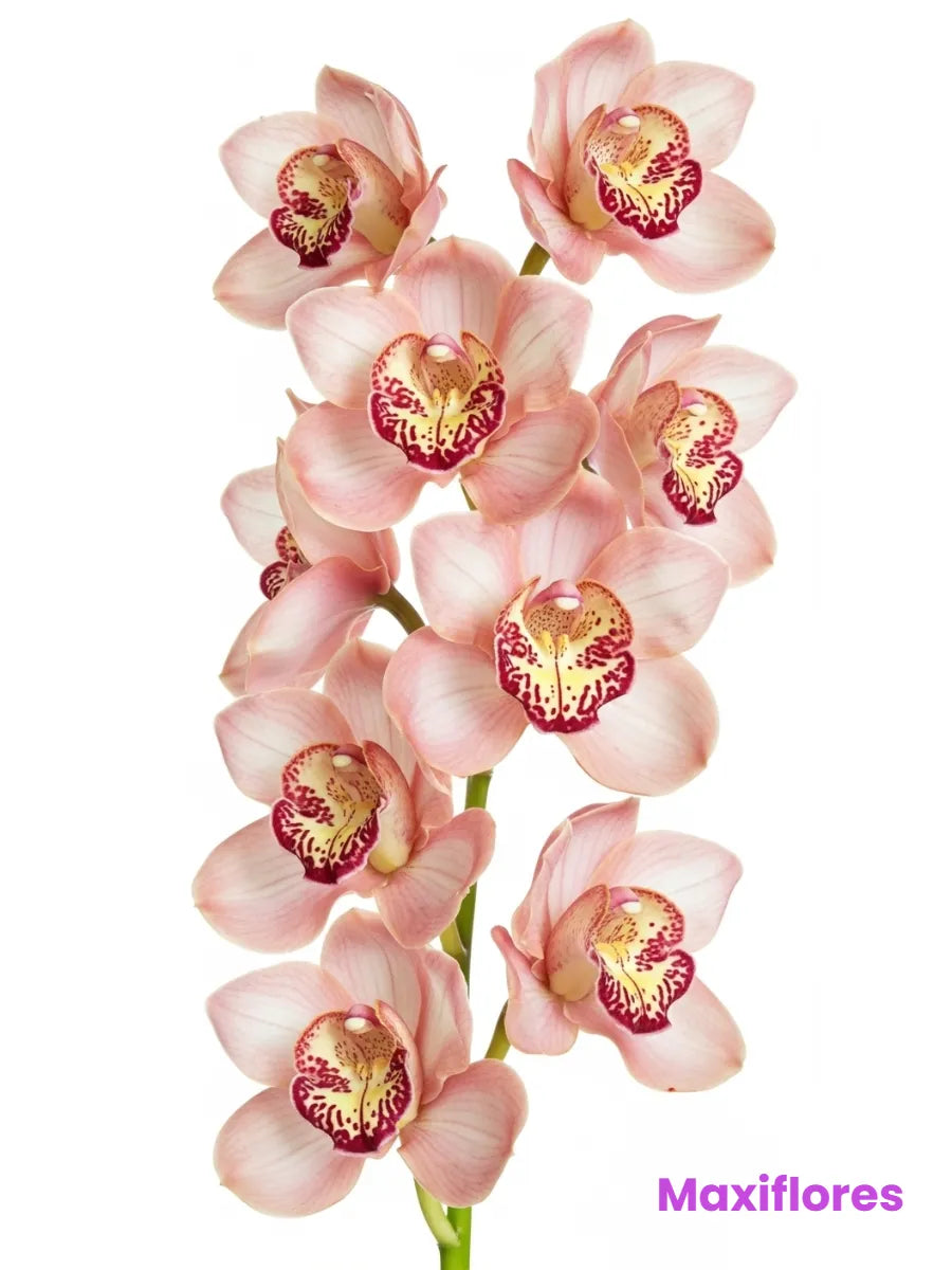 Orquídea Cymbidium Durazno