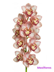 Orquídea Cymbidium Durazno
