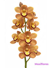 Orquídea Cymbidium Naranja