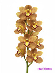 Orquídea Cymbidium Naranja