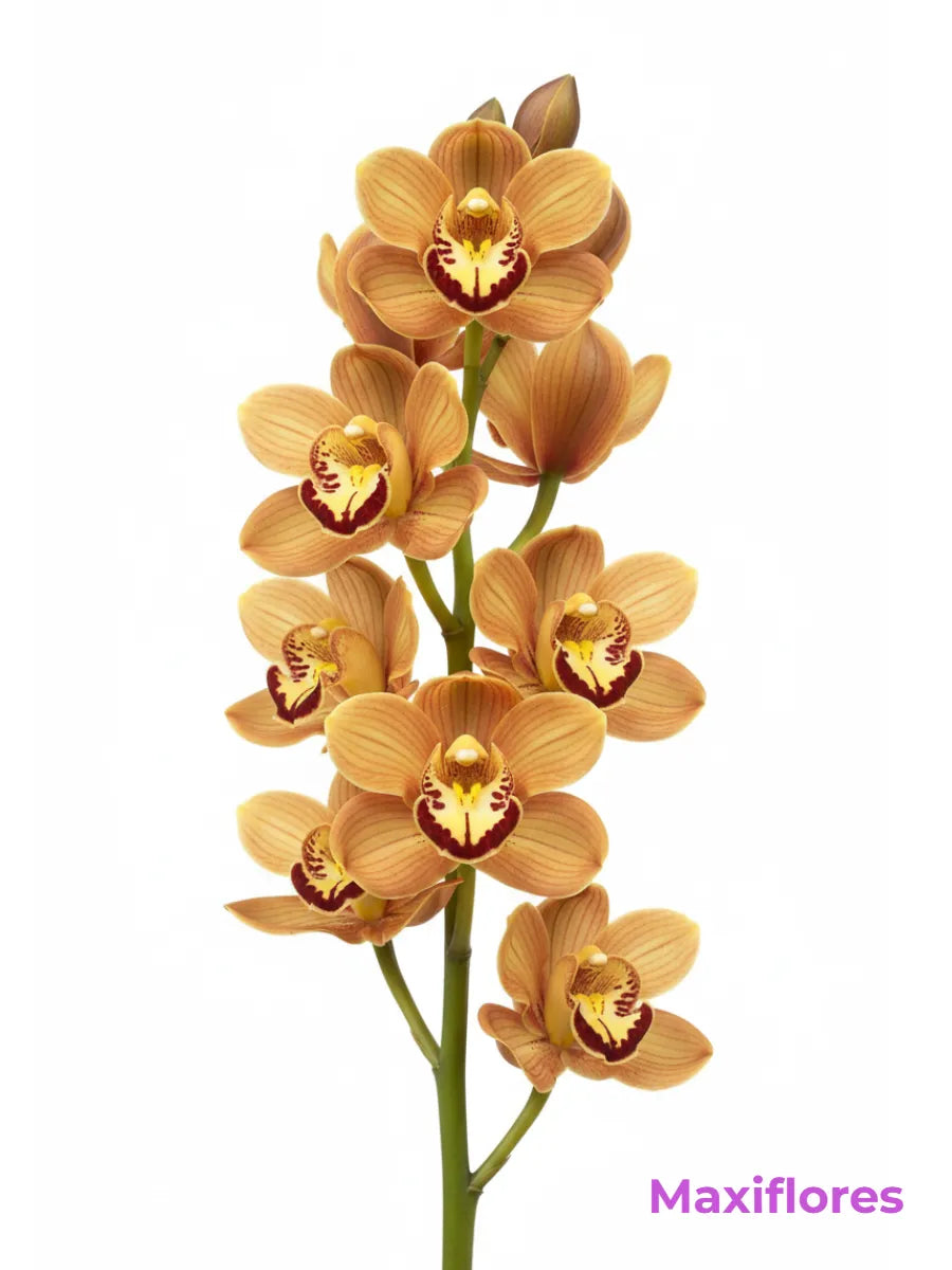 Orquídea Cymbidium Naranja