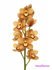 Orquídea Cymbidium Naranja