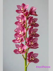 Orquídea Cymbidium Rosa Profundo