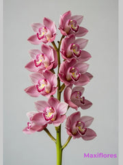 Orquídea Cymbidium Rosa Profundo
