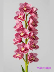 Orquídea Cymbidium Rosa Profundo