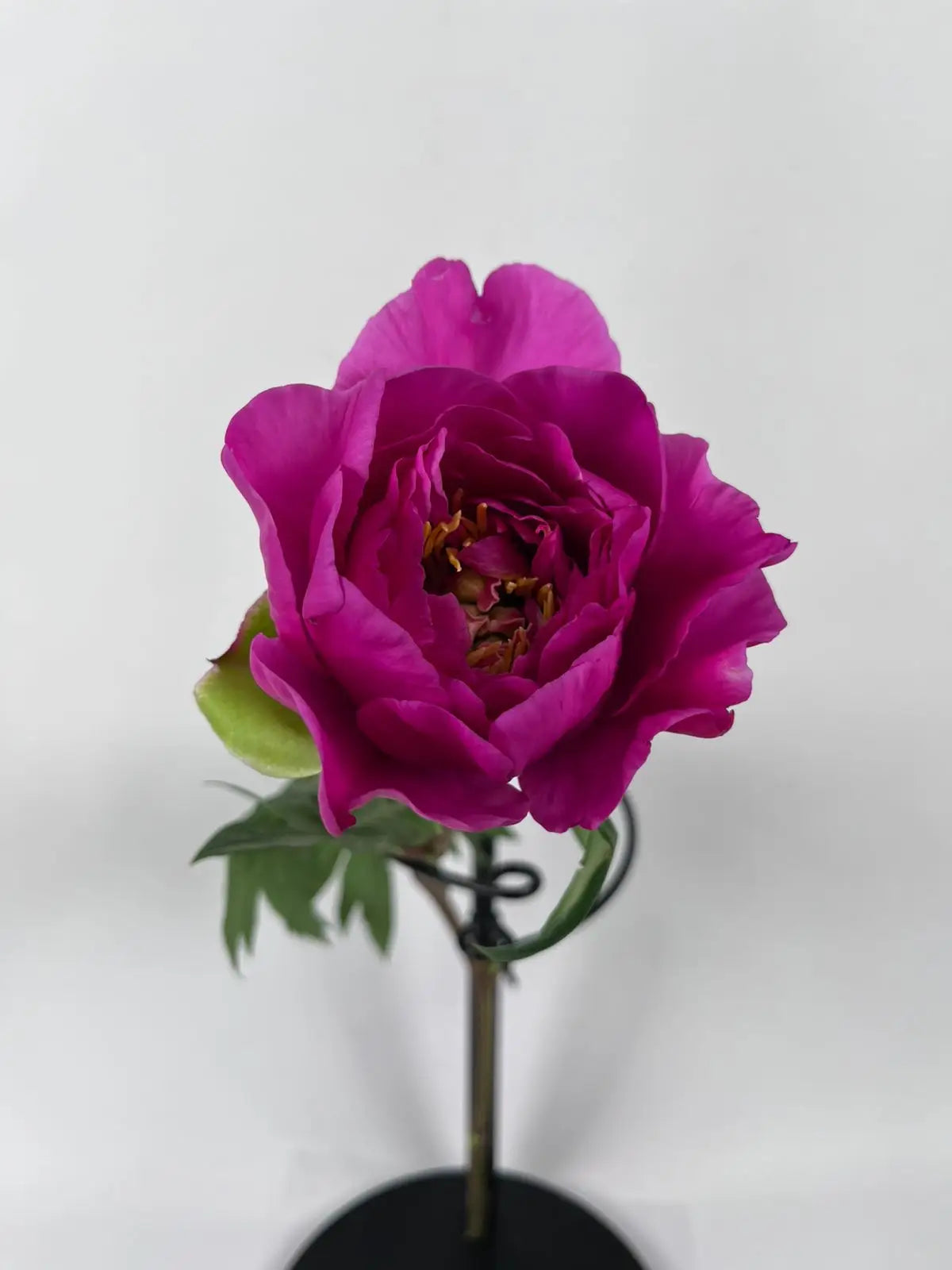 Peonías Fucsia Nacional