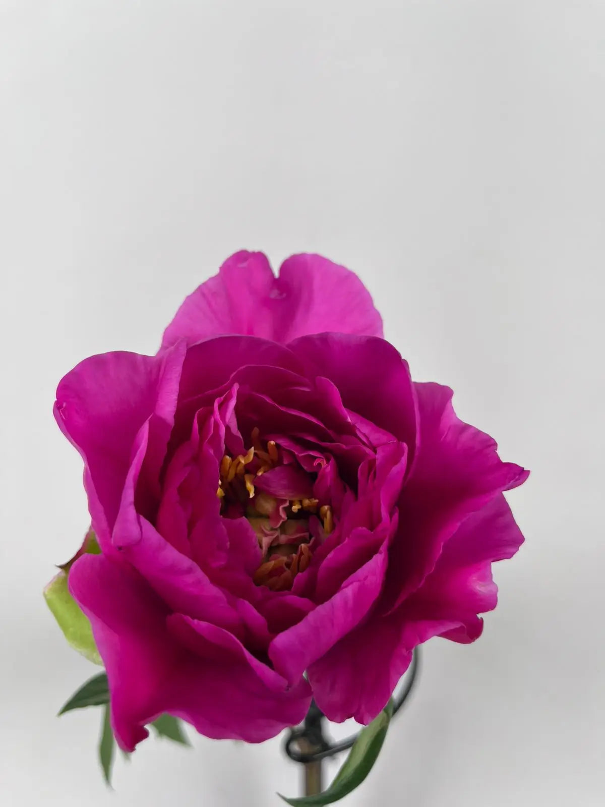 Peonías Fucsia Nacional