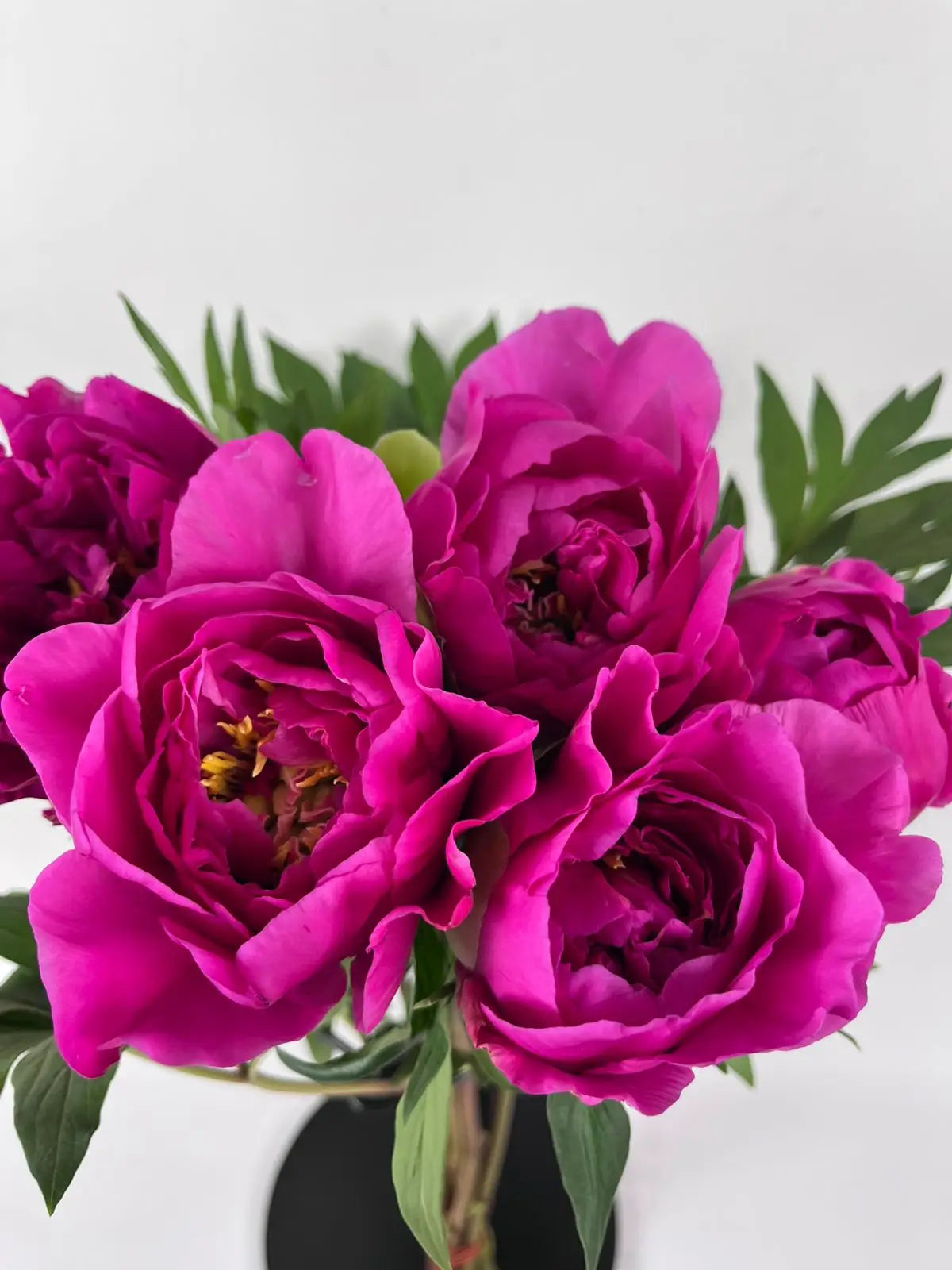 Peonías Fucsia Nacional