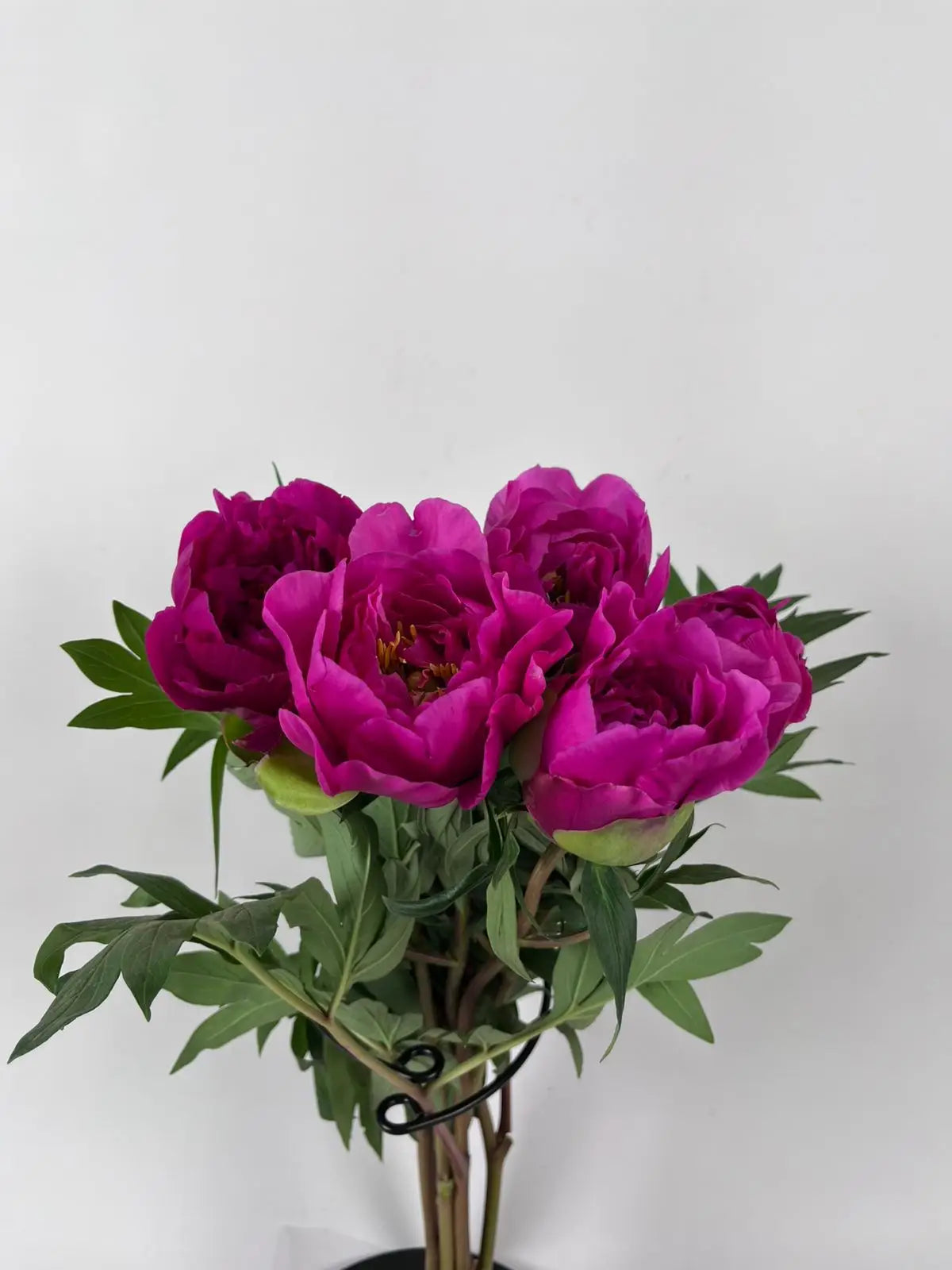 Peonías Fucsia Nacional