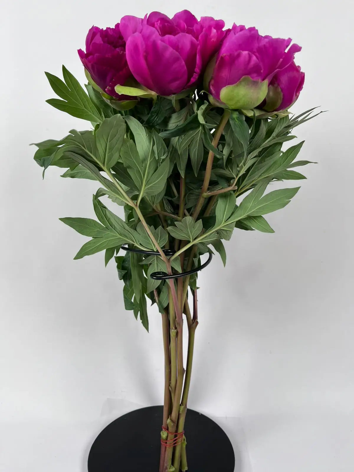 Peonías Fucsia Nacional