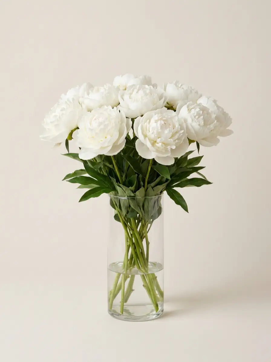 Peonías Blancas