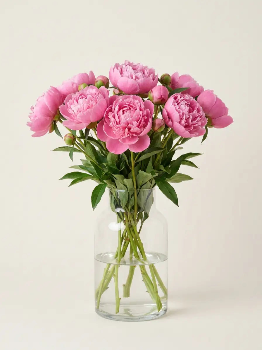 Peonías Rosa