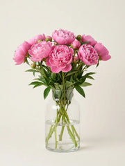 Peonías Rosa