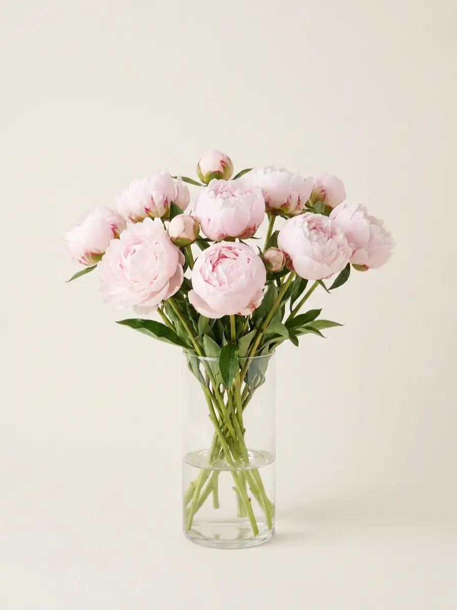 Peonías Rosa Claro