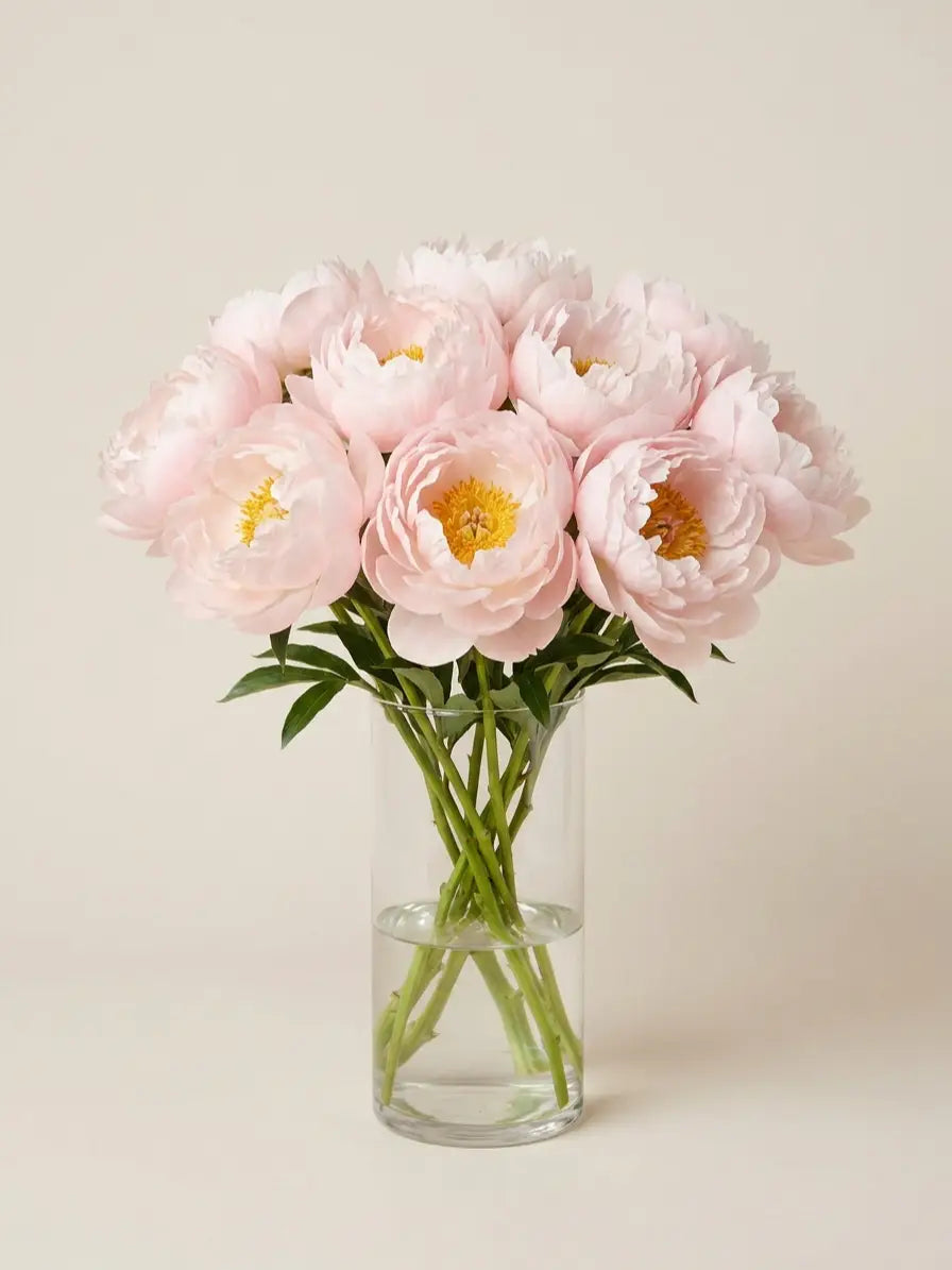 Peonías Rosa Claro
