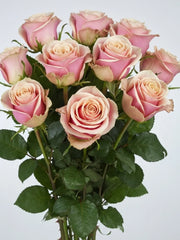 Rosa Pink Amareto