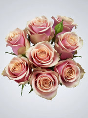 Rosa Pink Amareto