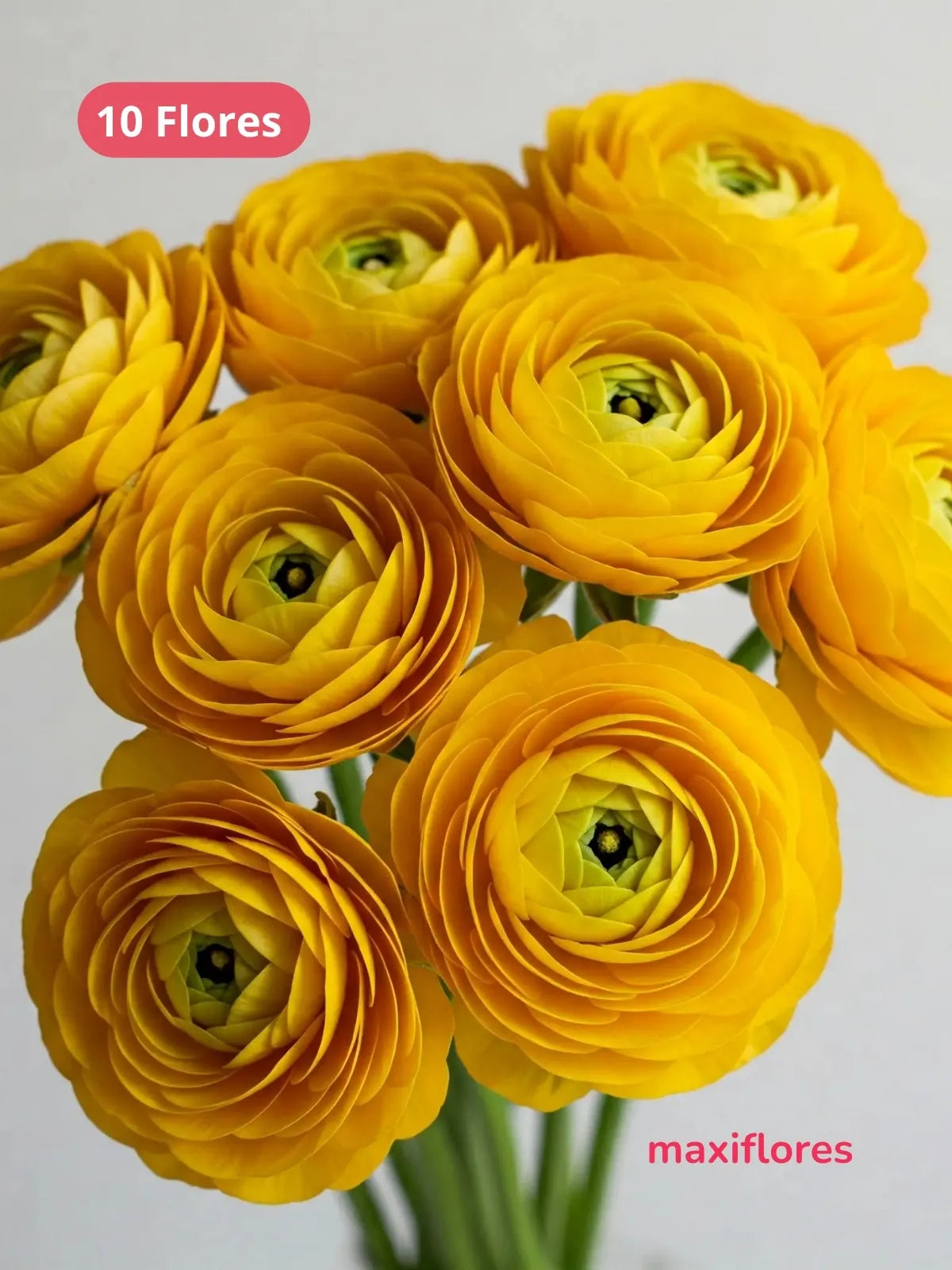Ran nculos Amarillo MAXIFLORES Ran nculos Amarillo MAXIFLORES