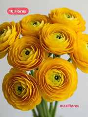 Ranúnculo Amarillo