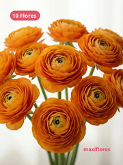 Ranúnculo Naranja