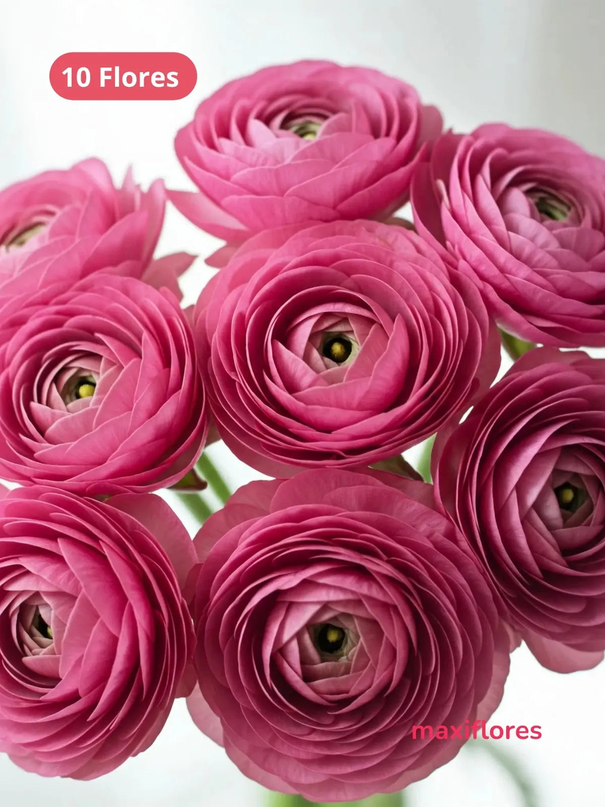 Ranúnculo Rosa