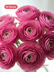 Ranúnculo Rosa