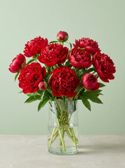 Peonias rojo navidad