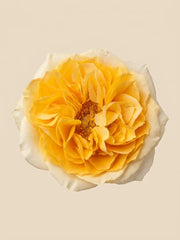 Rosas Inglesas Cristal