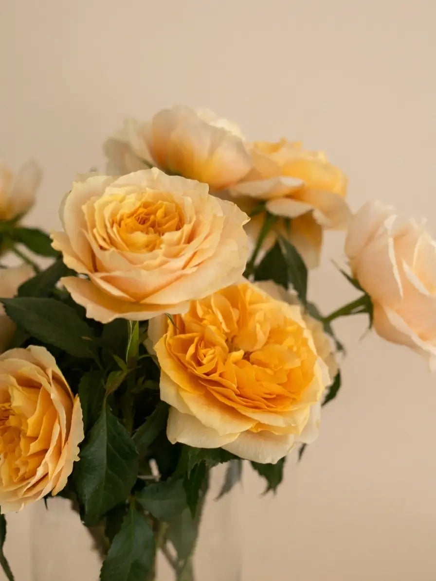 Rosas Inglesas Cristal