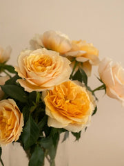 Rosas Inglesas Cristal
