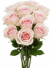 Rosa Novia