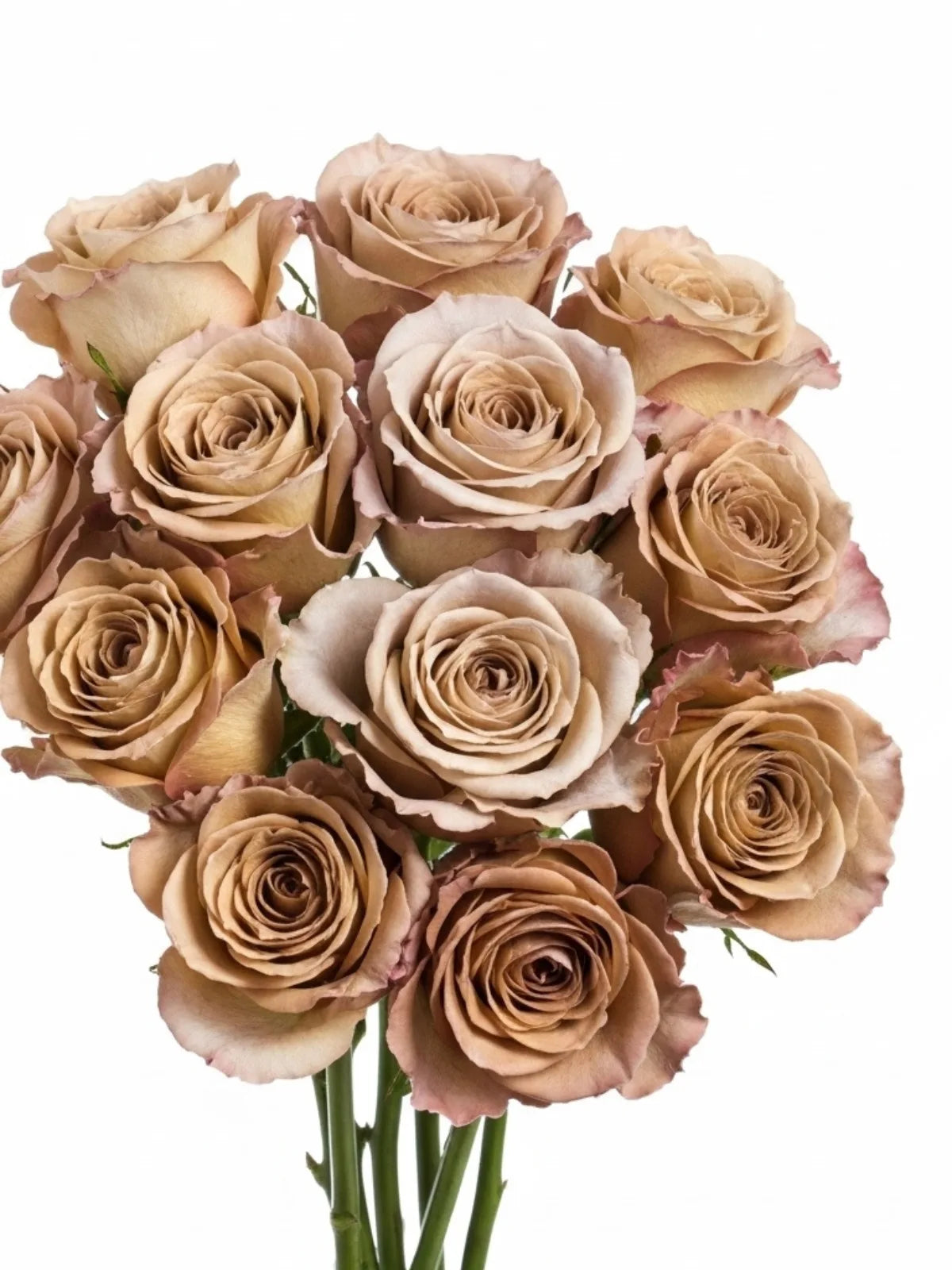 Rosas Ocre