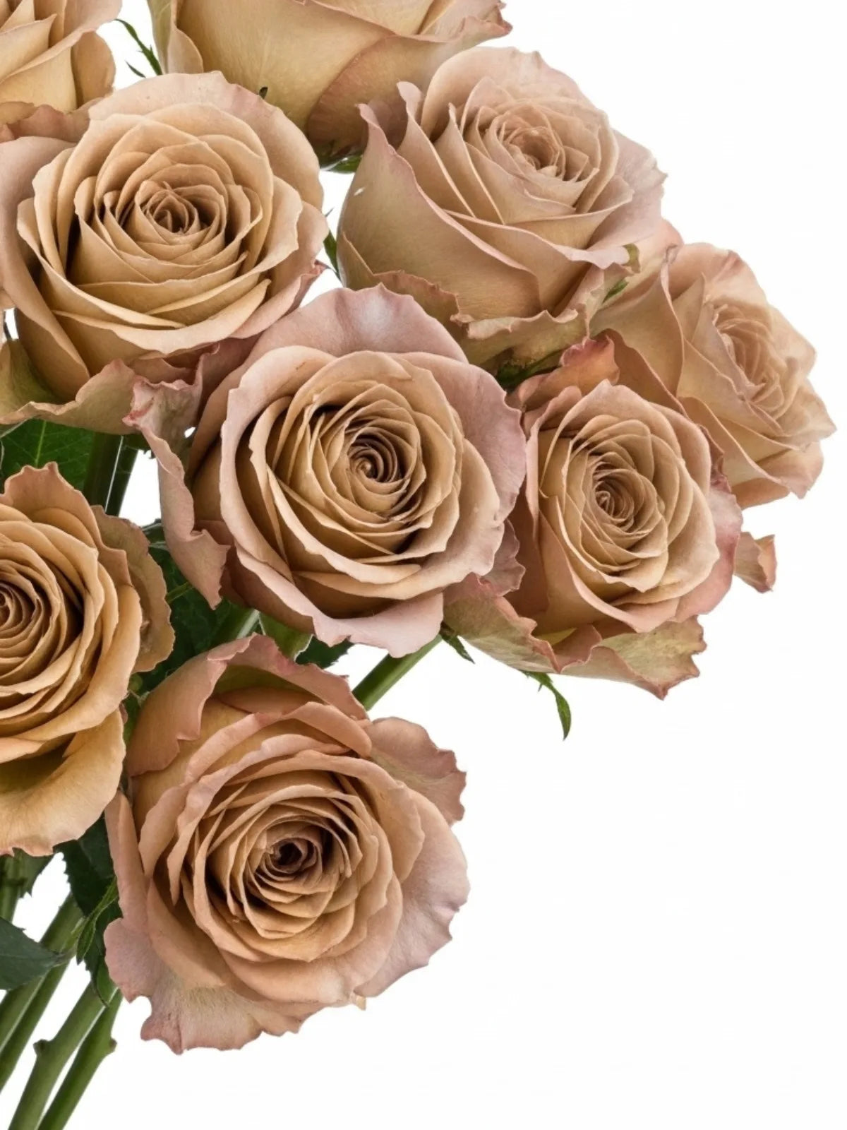 Rosas Ocre
