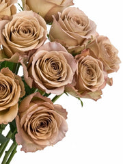 Rosas Ocre